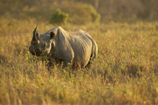 rhino blk